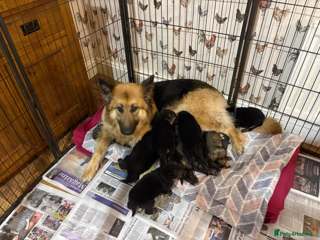 German Shepherd dogs for sale: German shepherd puppies - Advert 2