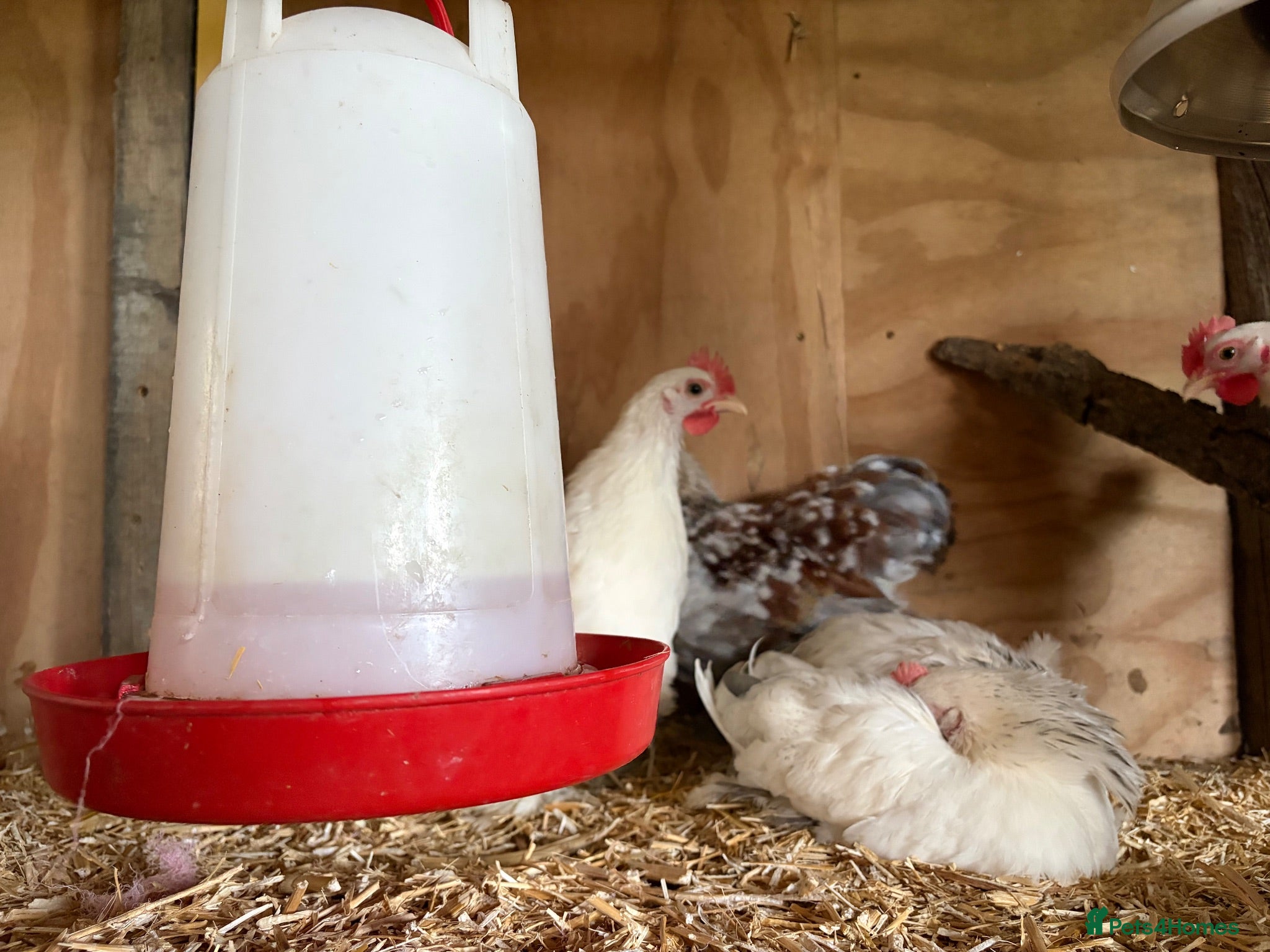 Hens poultry Pekin hens - Advert 12