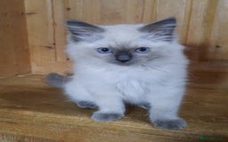 Ragdoll cats for sale: GCCF pedigree ragdoll kittens  - Image 3
