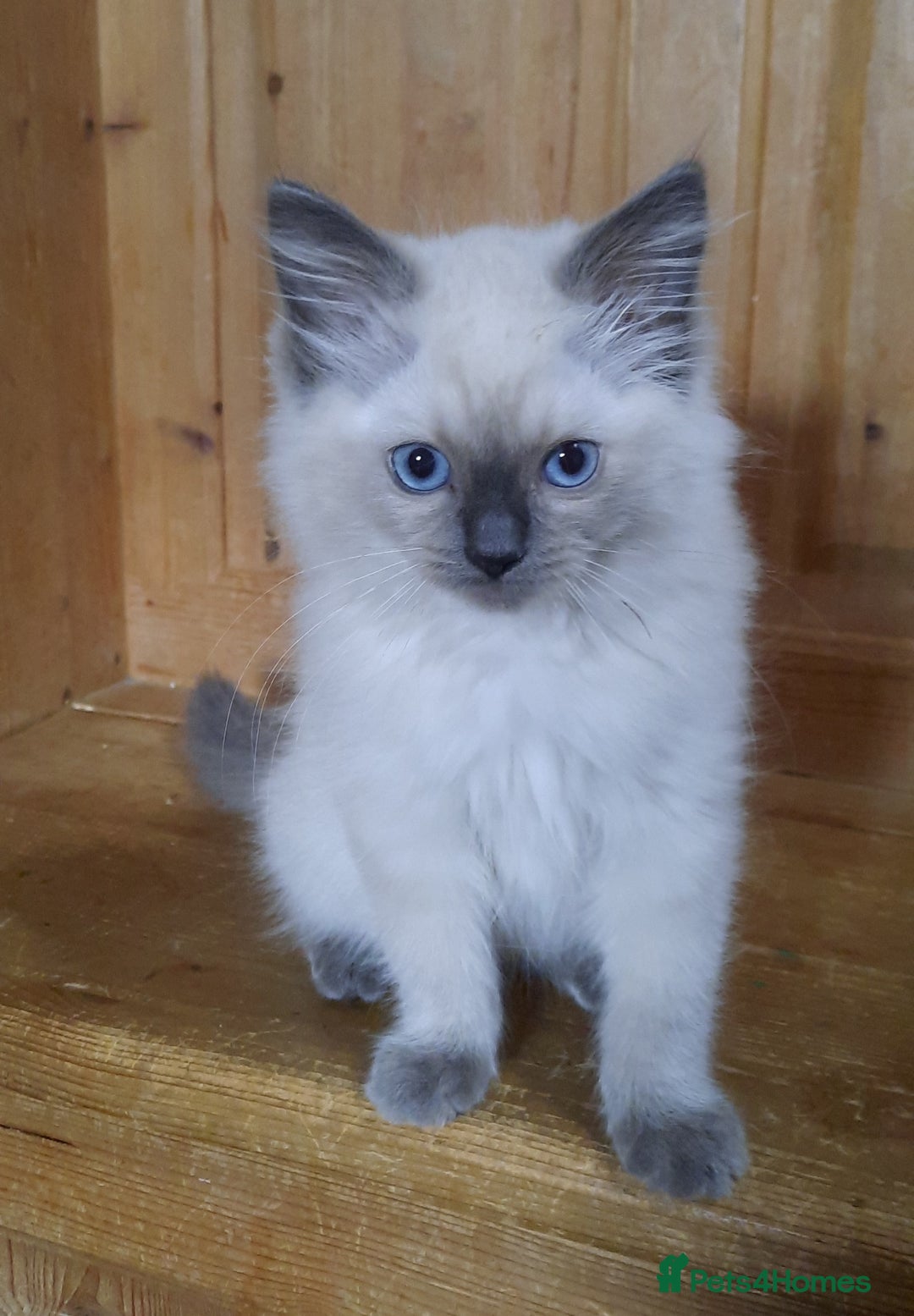 Ragdoll cats for sale: GCCF pedigree ragdoll kittens  - Image 3