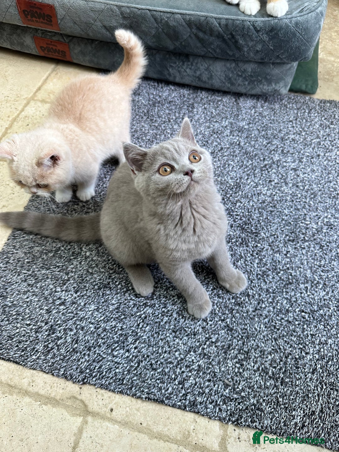 British Shorthair cats for sale: Lilac,Blue,BiColours & Colourpoint Registered  - Image 8