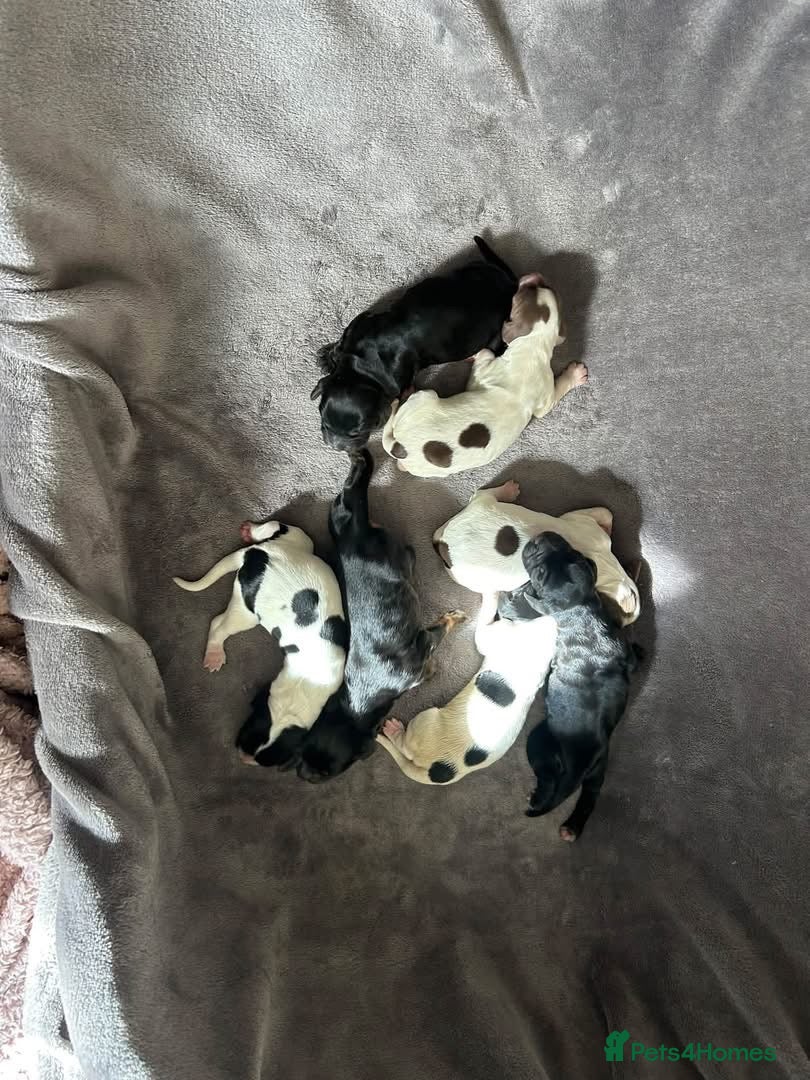 Sprocker dogs Sprockers  puppys  - Advert 6