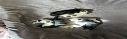 Sprocker dogs for sale: Sprockers  puppys  - Advert 1