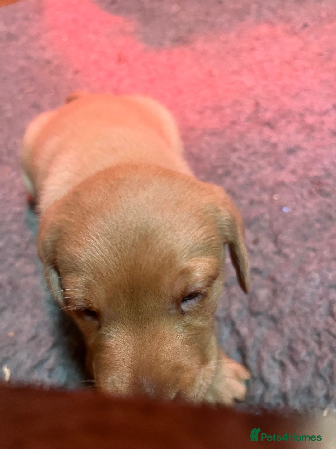 Labrador Retriever dogs for sale: Chunky red lab pups - Advert 11