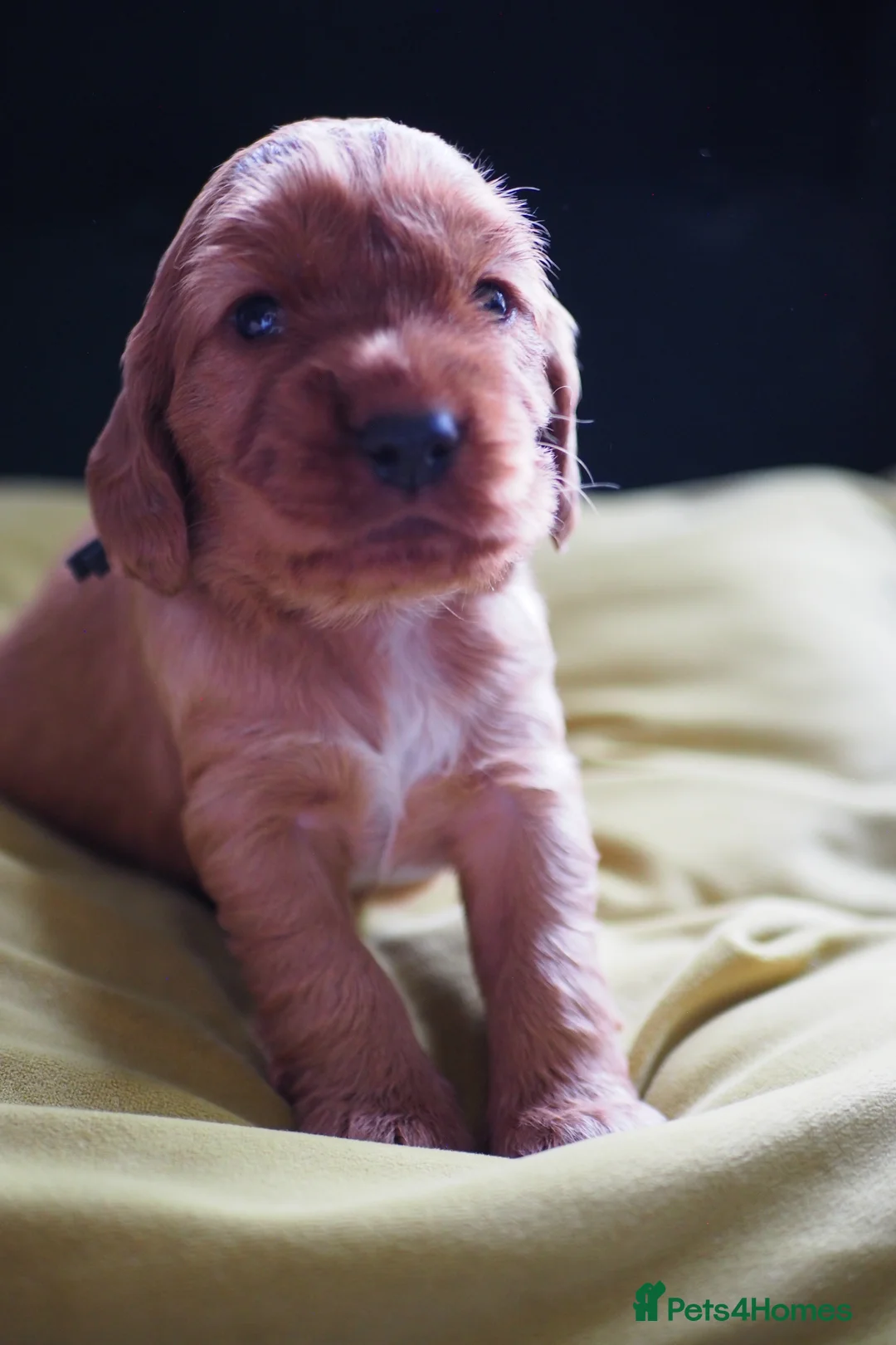 Cocker Spaniel dogs for sale: Gorgeous Cocker Spaniel Puppies  - Advert 16