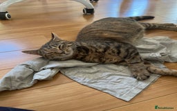 Mixed Breed cats for sale: Adorable female kitten and her mother! ASAP - Image 3