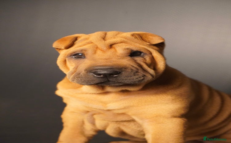 Shar Pei dogs - Advert 1
