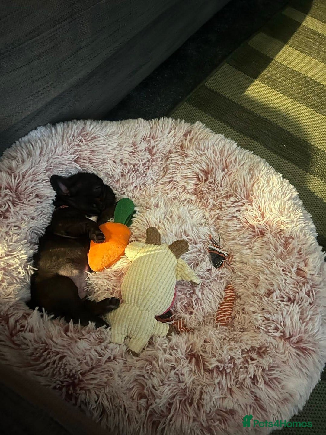 French Bulldog dogs for sale: French Bulldog Puppy (6 months) - Image 5