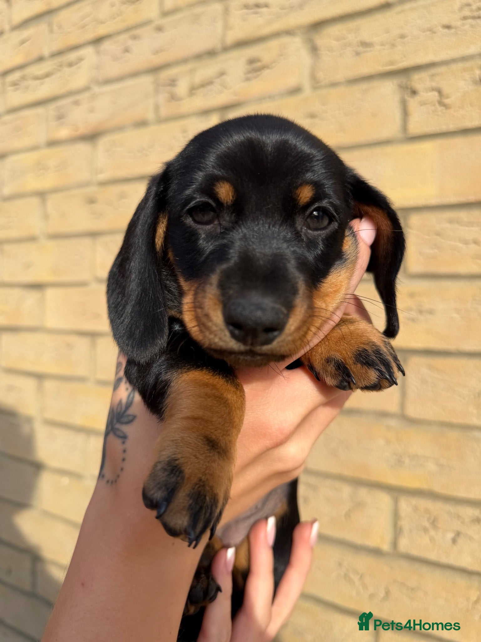 Miniature Dachshund dogs Miniature Dachshund Puppies - Advert 2