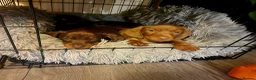 Miniature Dachshund dogs for sale: Agata Szymczak - Advert 7