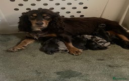 Cocker Spaniel dogs for sale: Working cocker spaniel  - Image 8