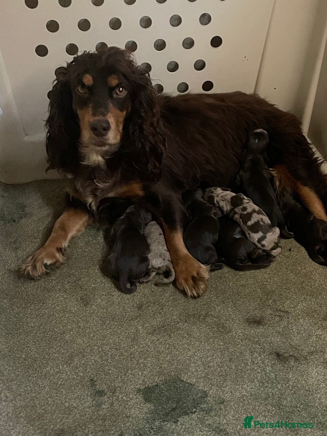 Cocker Spaniel dogs for sale: Working cocker spaniel  - Image 8