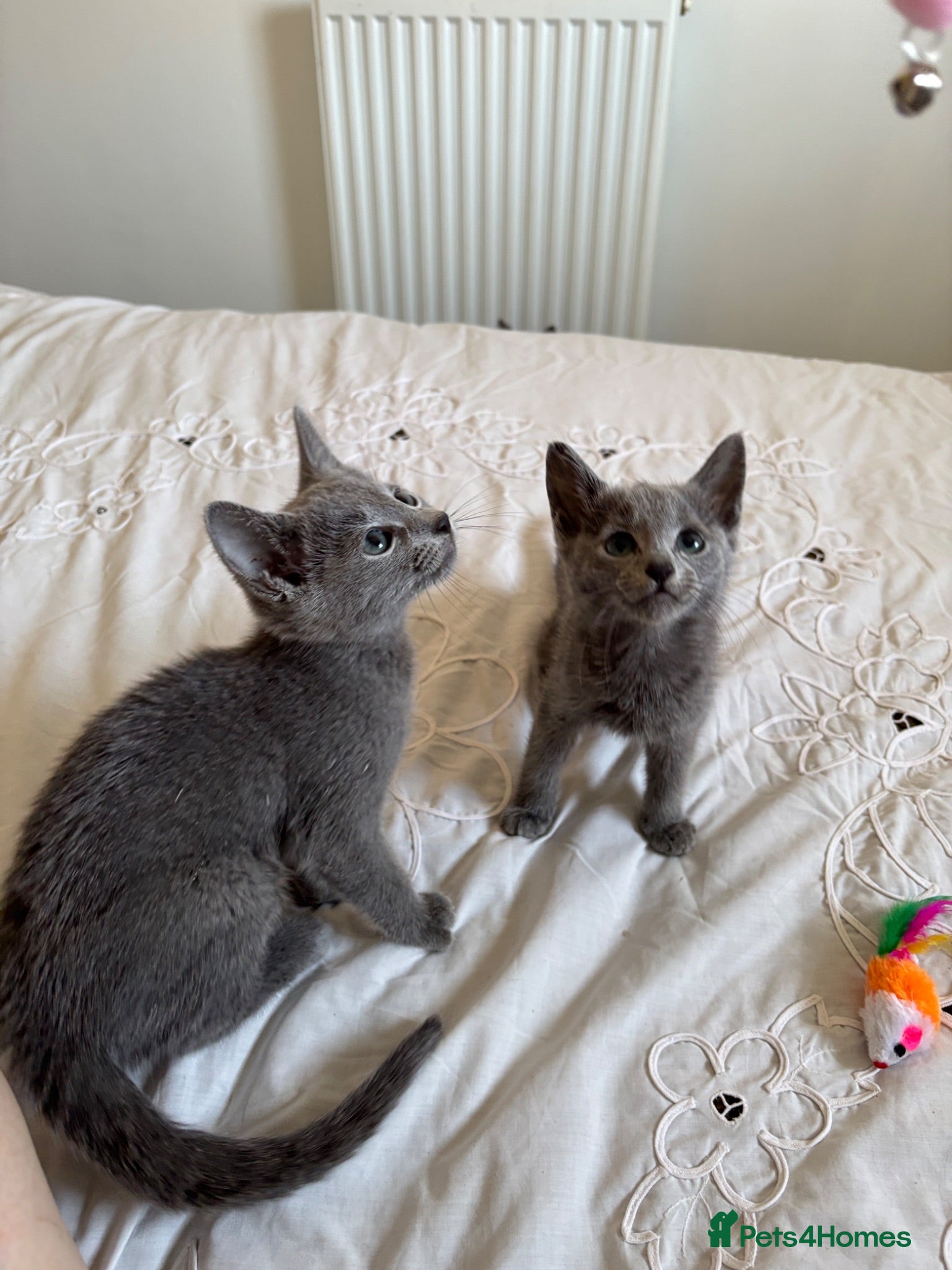 Russian Blue cats PURE PEDIGREE RUSSIAN BLUE KITTENS INSTAGRAM STARS - Advert 2