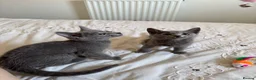 Russian Blue cats for sale: PURE PEDIGREE RUSSIAN BLUE KITTENS INSTAGRAM STARS - Advert 4