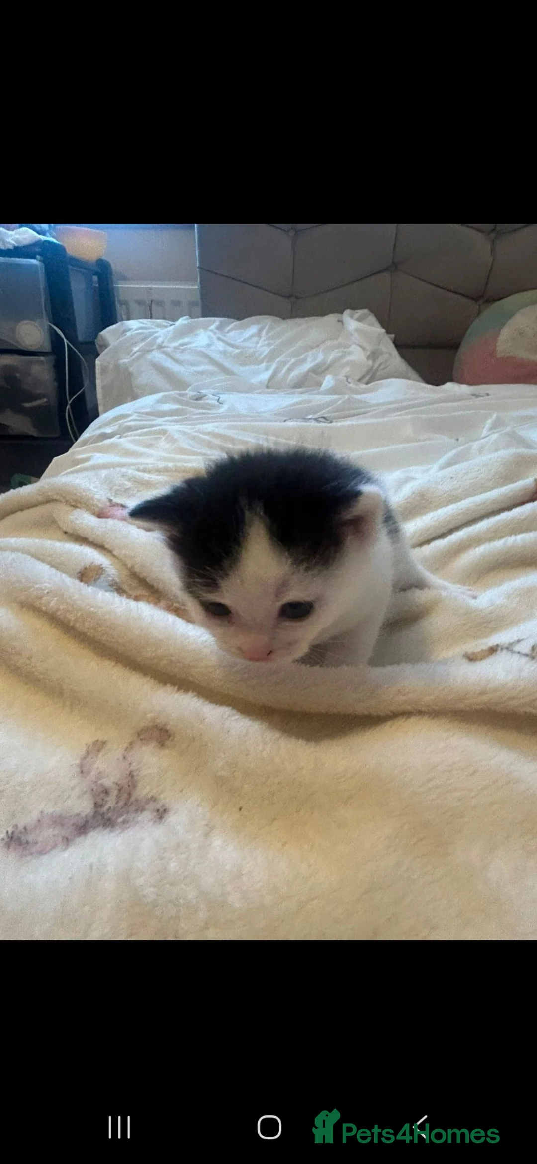 Manx cats for sale: Last Manx kitten - Advert 6