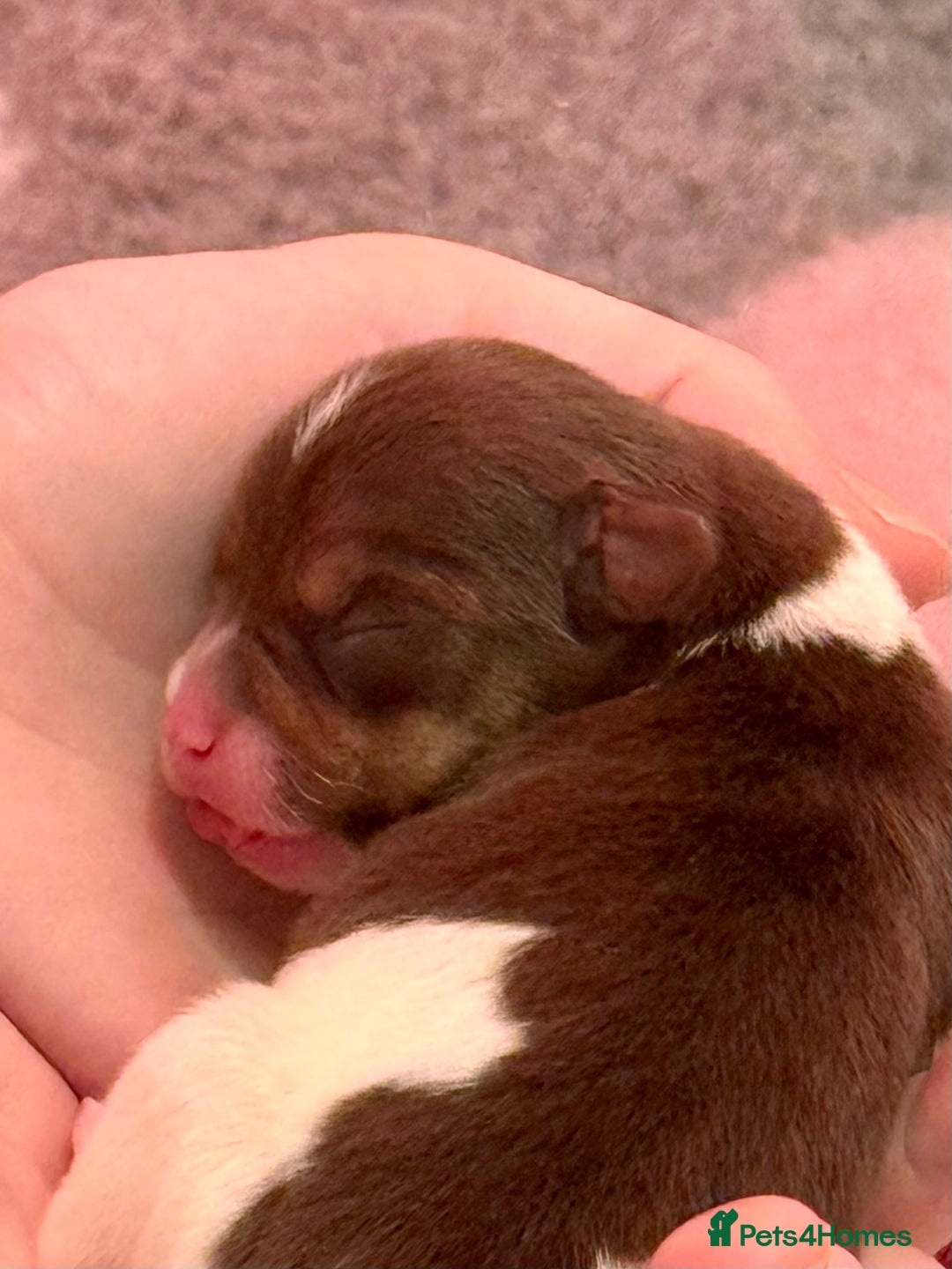 Jack Russell dogs for sale: Miniature Jack Russell pups - Advert 3