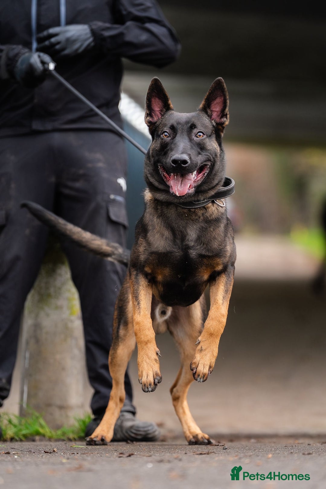 Belgian Shepherd Dog dogs for sale: Herder Bones 🦴 - Advert 5