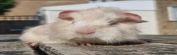 Guinea Pig rodents for sale: Beautiful Baby guinea pigs for sale  - Advert 1
