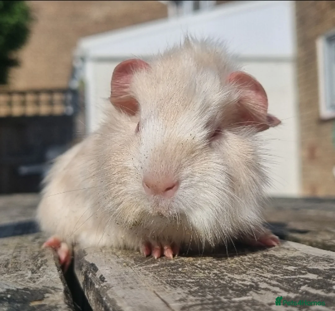 Guinea Pig rodents for sale: Beautiful Baby guinea pigs for sale  - Advert 1