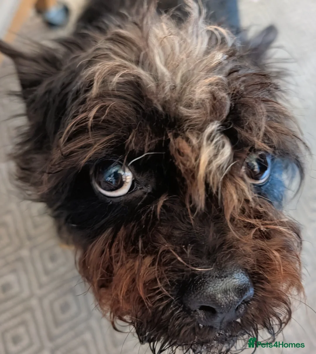 Mixed Breed dogs for sale: Beloved cookie  in Newton Abbot - Advert 2