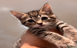 Mixed Breed cats for sale: Beautiful mixed breed kittens  - Image 2