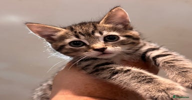 Mixed Breed cats - Advert 2