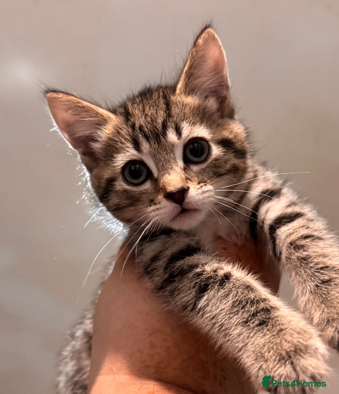 Mixed Breed cats for sale: Beautiful mixed breed kittens  - Image 2