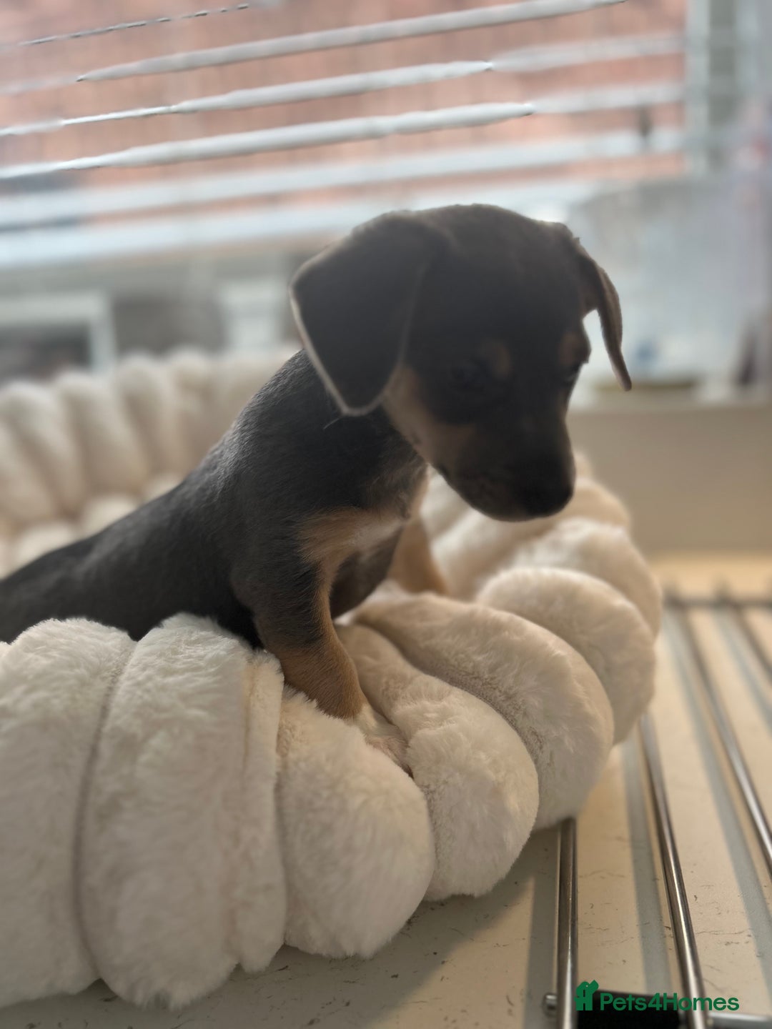 Jack Russell dogs for sale: READY NOW - QUALITY BLUE JR MINIATURE GIRL - Image 18