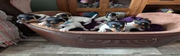 Jack Russell dogs for sale: Jack Russell puppies  - Advert 7