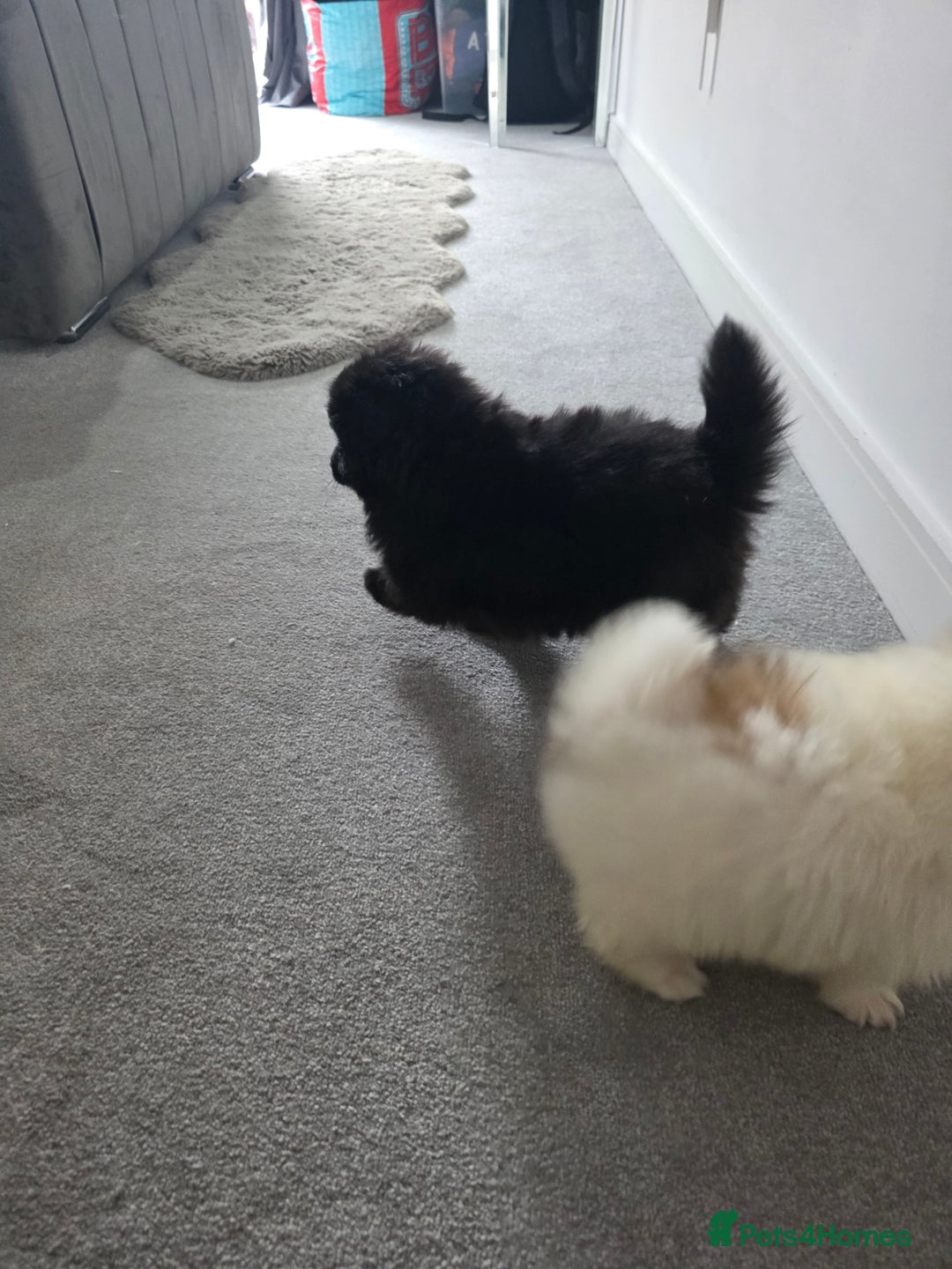 Pomeranian dogs for sale: Pomeranian puppies  - Image 17