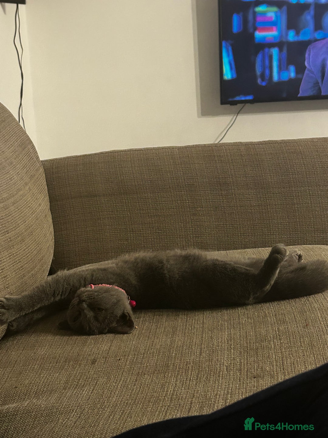 British Shorthair cats for sale: British Shorthair Kitten  - Advert 3