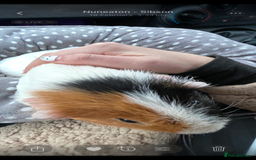 Guinea Pig rodents for sale: Wiggie Guinea pig - Image 6