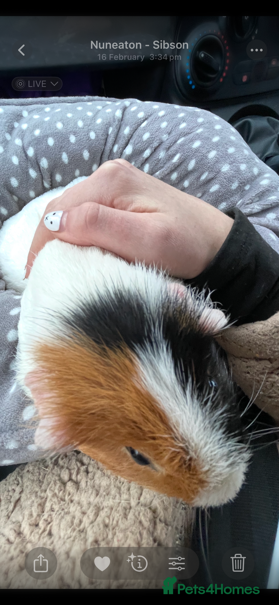 Guinea Pig rodents for sale: Wiggie Guinea pig - Image 6