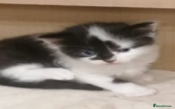 Mixed Breed cats for sale: Outstandingly gorgeous mixed kittens  - Image 17