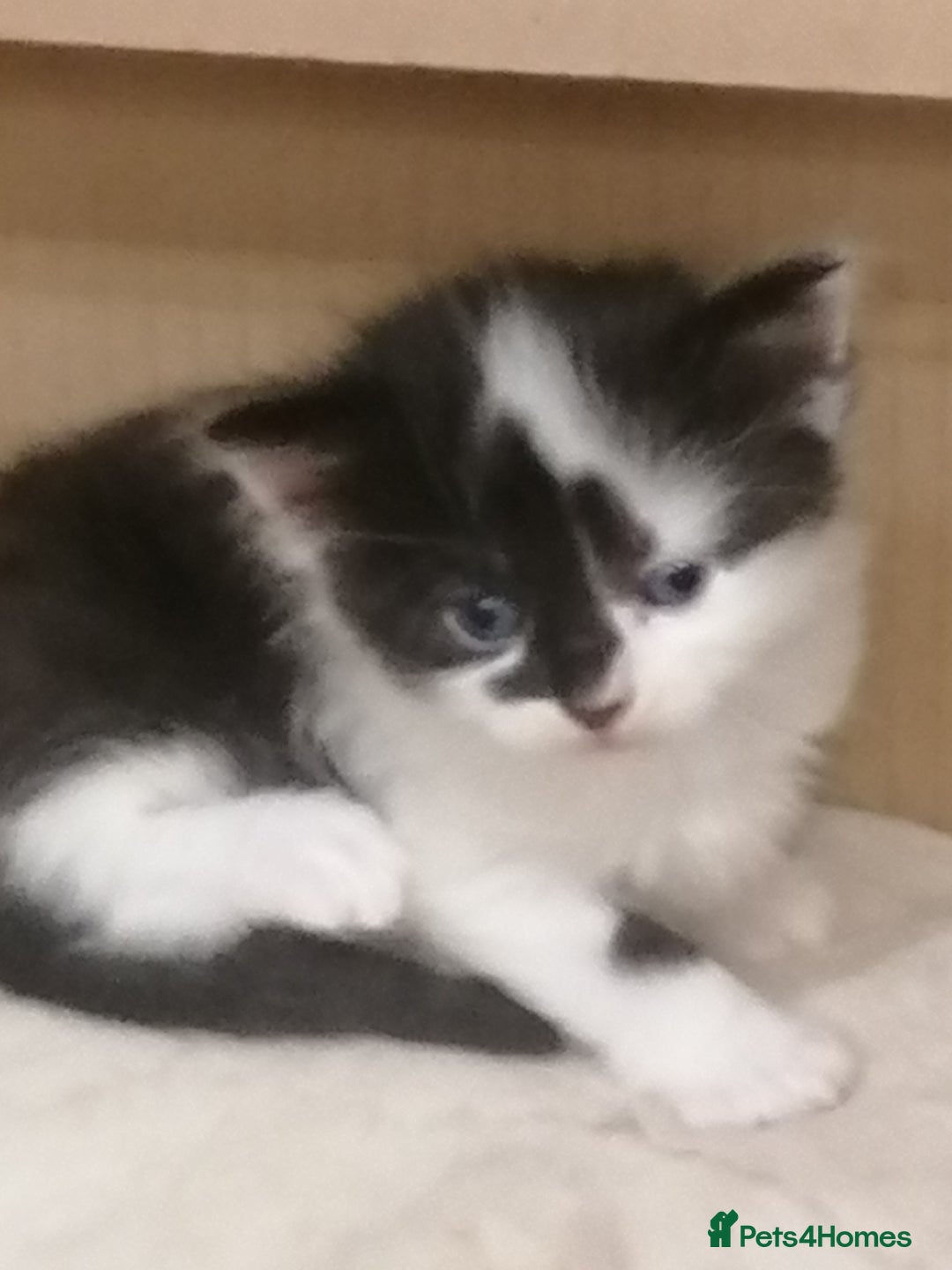 Mixed Breed cats for sale: Outstandingly gorgeous mixed kittens  - Image 17