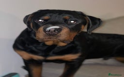 Rottweiler dogs for sale: 3 Year old Rottweiler for sale  - Image 10
