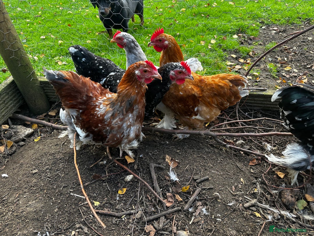 Chickens poultry for sale: Hybrid pekin bantams hatched from June 2025  - Image 15
