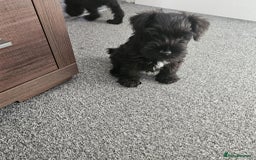Miniature Schnauzer dogs for sale: Miniature Schnauzer puppies - Image 6