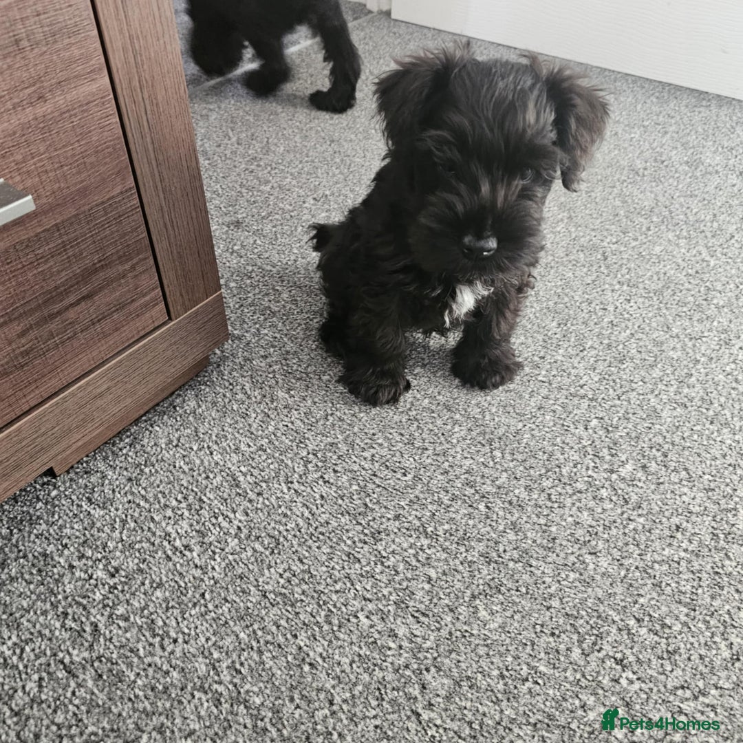 Miniature Schnauzer dogs for sale: Miniature Schnauzer puppies - Image 6