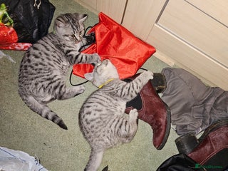 British Shorthair cats - Advert 3