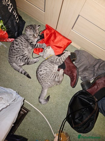 British Shorthair cats - Advert 4