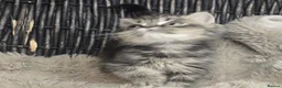 Persian cats for sale: Beautiful Persian babies available now  - Advert 19