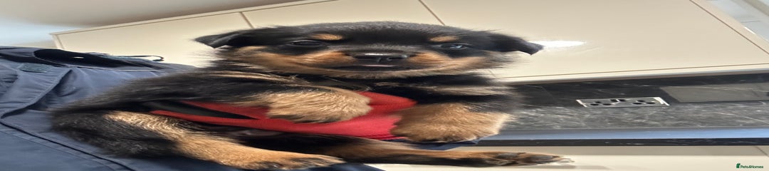 Rottweiler Puppy 3