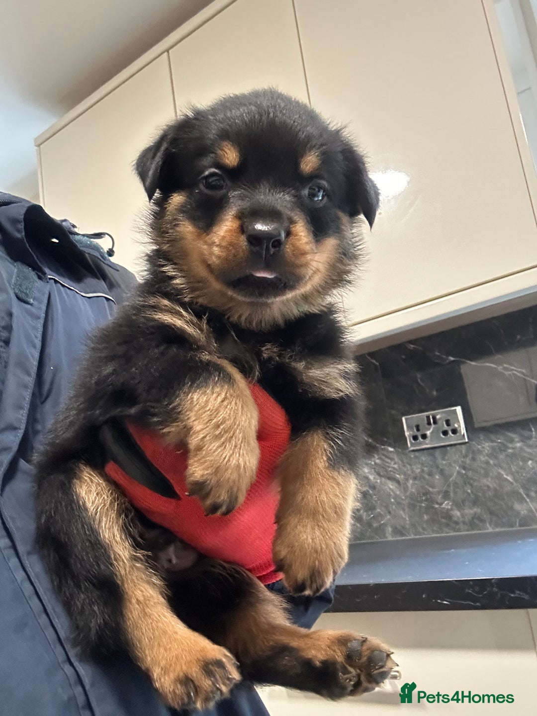 Rottweiler dogs for sale: Rottweiler puppies For sale  - Image 1