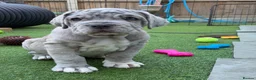 Mixed Breed dogs for sale: Neapolitan mastiff - Advert 28
