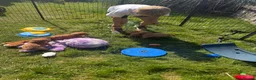 Cavapoo dogs for sale: Beautiful Red Toy Cavapoo Puppies - Advert 19