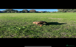 Miniature Dachshund dogs for stud: Looking for a Chocolate Male Stud (No Merle Gene) - Advert 2