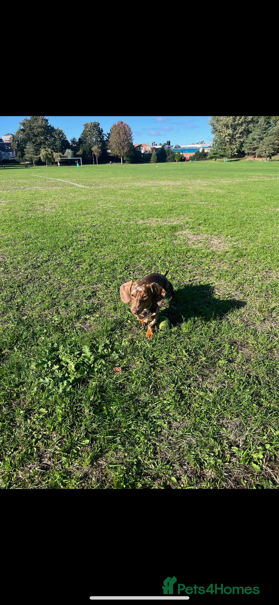 Miniature Dachshund dogs for stud: Looking for a Chocolate Male Stud (No Merle Gene) - Advert 2