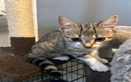 British Shorthair cats for sale: One female kitten for sale - Advert 13