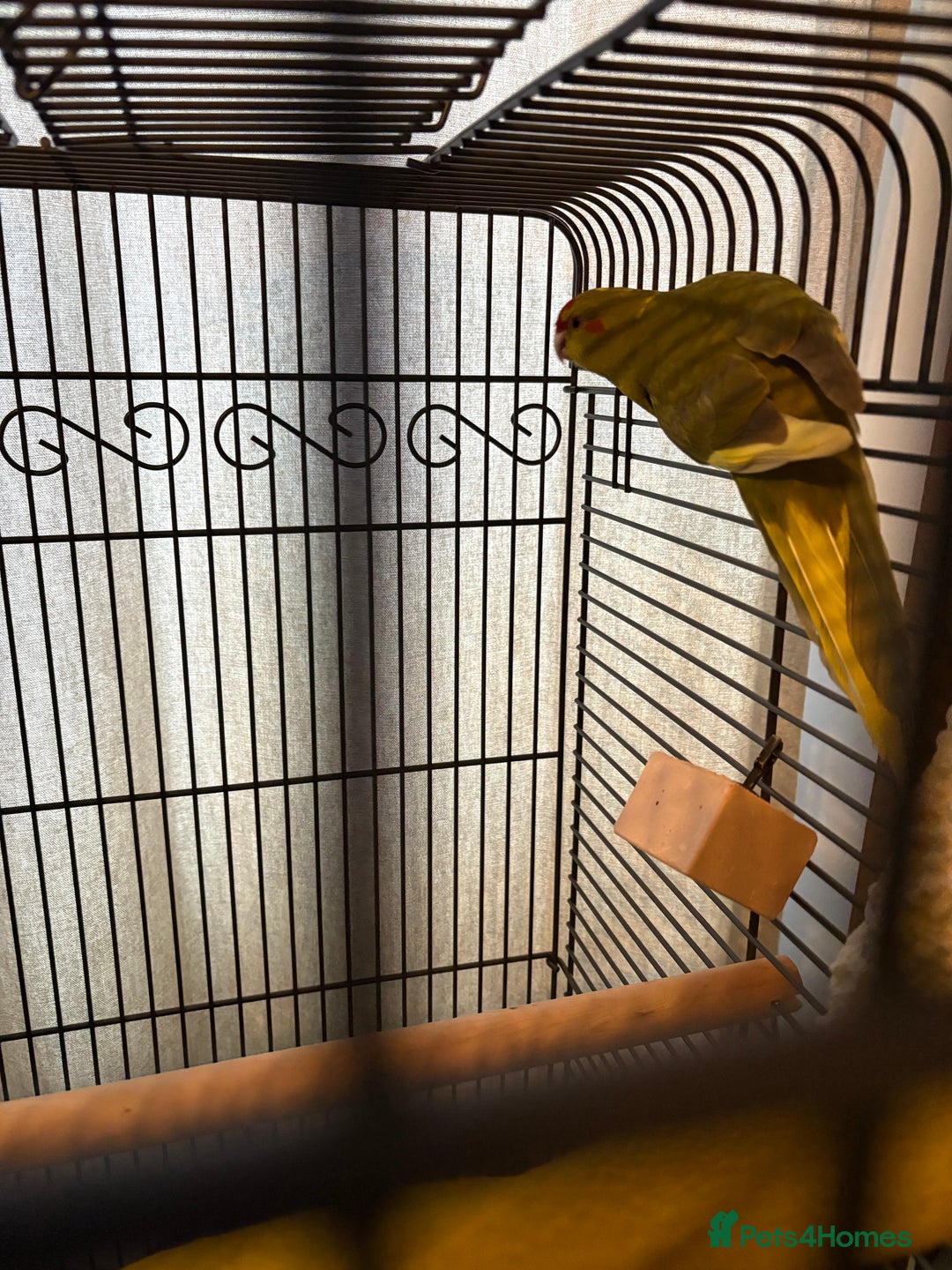 Parakeets birds for sale: Lovely female kakariki parakeet for sale - Advert 2